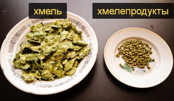 Хмель и хмелепродукты: в чём разница?